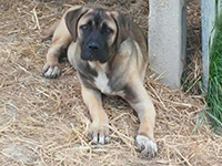 cucciolo cane corso fromentino